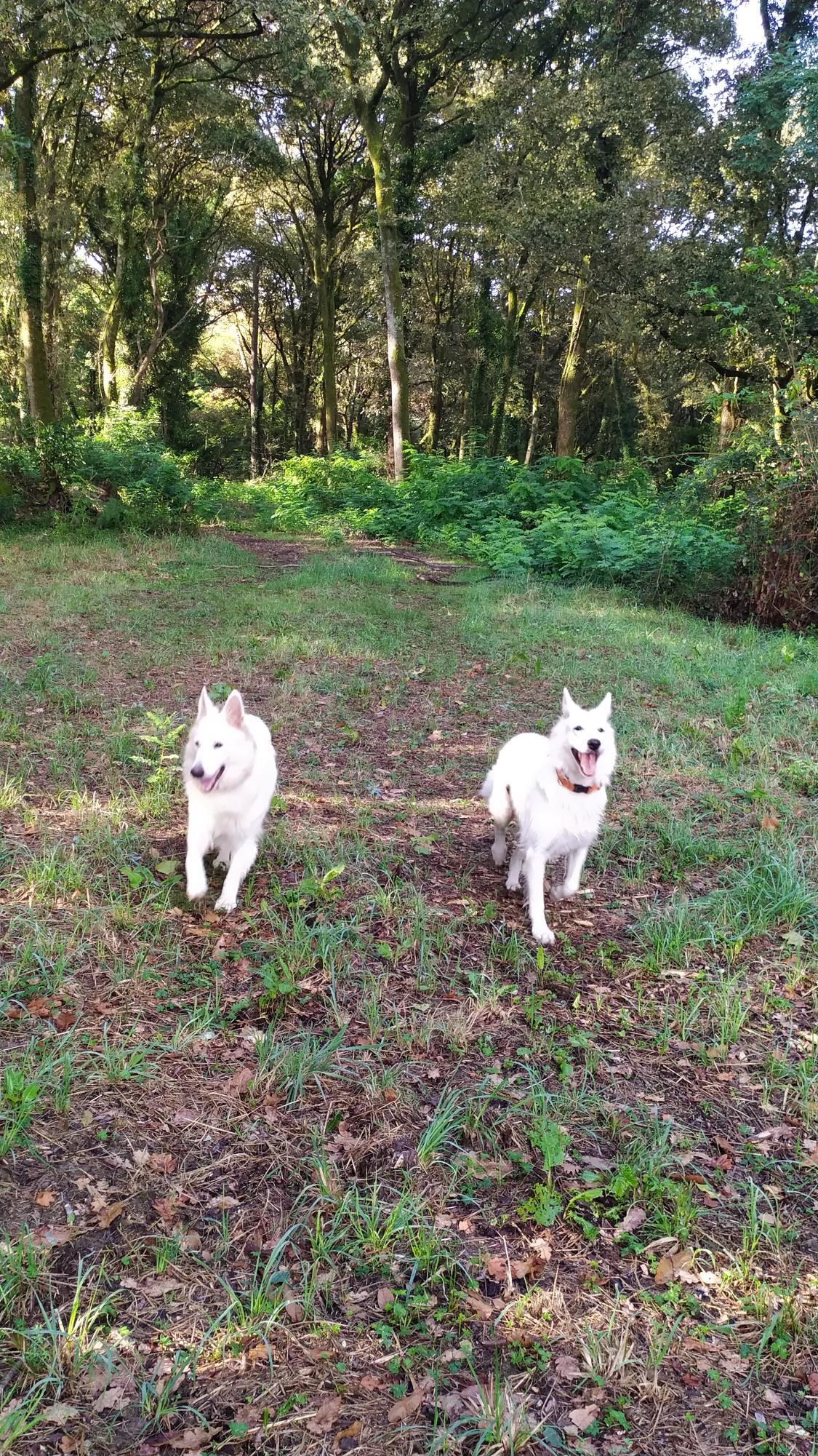 Tokyo_et_Opale_course